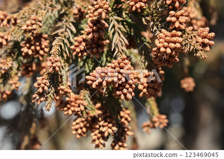 Sugi pollen 123469045