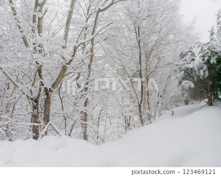 The snow piled up beautifully in the woods in the backyard. The snow piled up beautifully in the woods in the backyard. 123469121