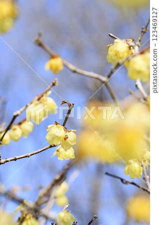 梅花盛開 梅花盛開 123469127