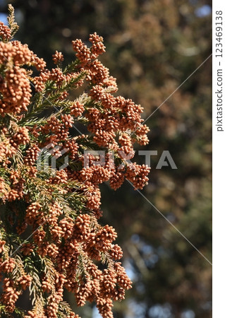 Sugi pollen 123469138
