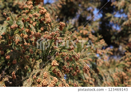 Sugi pollen 123469143