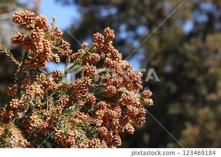 Sugi pollen 123469184