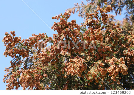 Sugi pollen 123469203