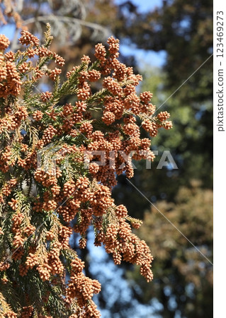 Sugi pollen Sugi pollen 123469273