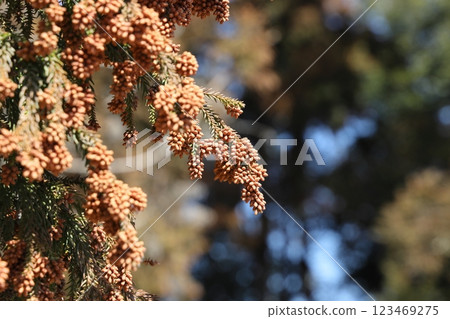 Sugi pollen Sugi pollen 123469275
