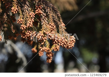 Sugi pollen Sugi pollen 123469279