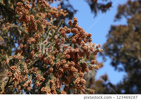 Sugi pollen 123469287