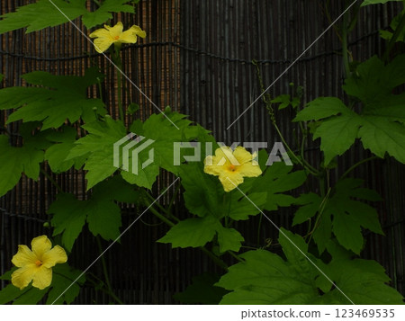 苦瓜的綠葉和三朵黃色的雄花 123469535