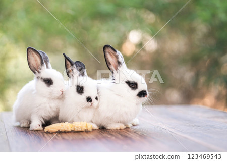 bunny Easter fluffy baby rabbit or new born rabbit. bunny Easter fluffy baby rabbit or new born rabbit. 123469543