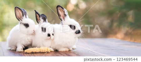 bunny Easter fluffy baby rabbit or new born rabbit. bunny Easter fluffy baby rabbit or new born rabbit. 123469544