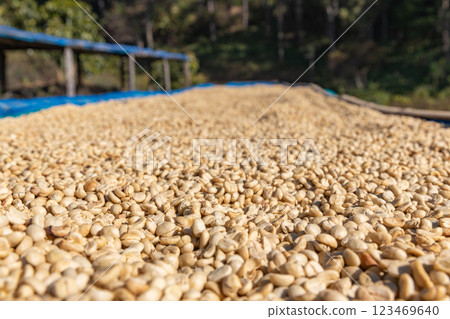 The process of making coffee beans dry by using sunlight. The process of making coffee beans dry by using sunlight. 123469640