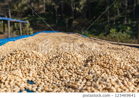 The process of making coffee beans dry by using sunlight. The process of making coffee beans dry by using sunlight. 123469641