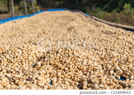 The process of making coffee beans dry by using sunlight. 123469642