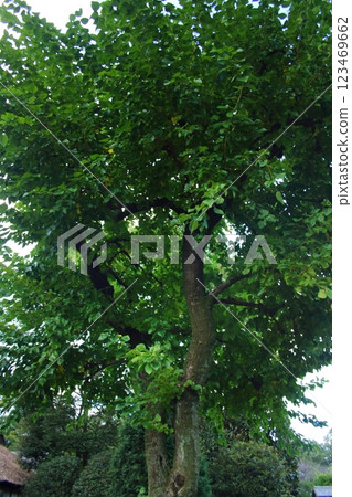 Yamagawa (Yamaga) 123469662