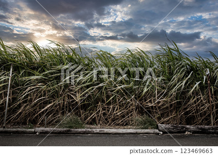 Sugarcane swaying in the wind Sugarcane swaying in the wind 123469663