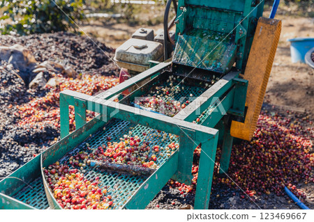 Coffee cherry pulping machine farmer. coffee bean machine process. Coffee cherry pulping machine farmer. coffee bean machine process. 123469667