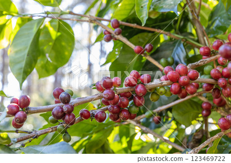 Coffee tree concept. Organic coffee berries beans.  123469722