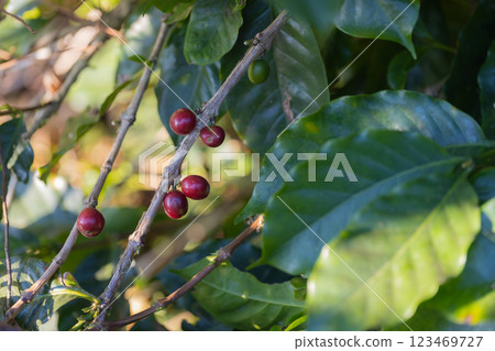 Coffee tree concept. Organic coffee berries beans.  123469727
