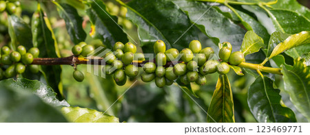 Coffee tree concept. Organic coffee berries beans. Coffee tree concept. Organic coffee berries beans. 123469771