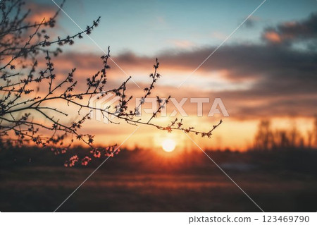 死樹被夕陽染紅 死樹被夕陽染紅 123469790