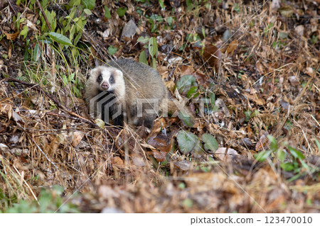 Badger in the bush Badger in the bush 123470010