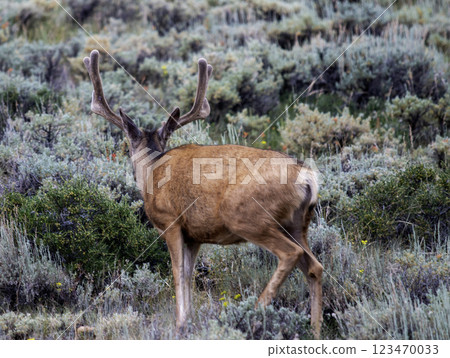 Large Deer Grazing with Large Antlers in a Rocky Mountain National Park Colorado Large Deer Grazing with Large Antlers in a Rocky Mountain National Park Colorado 123470033