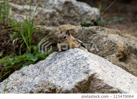 Small Chipmunk Perched on a Rock in Natural Habitat With Greenery Around 123470064