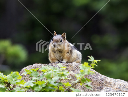 Chipmunk Perched on a Rock Surrounded by Greenery in a Natural Setting 123470117