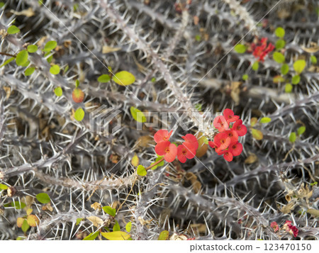 帶刺的大戟花 帶刺的大戟花 123470150