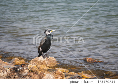 站在滋賀縣大津市琵琶湖湖畔的鸕鶿 123470234