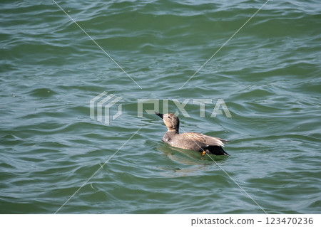 A gadwall swimming in rough waters, Lake Biwa, Otsu City 123470236