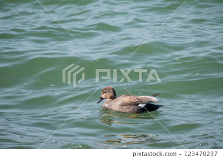 A gadwall swimming in rough waters, Lake Biwa, Otsu City 123470237