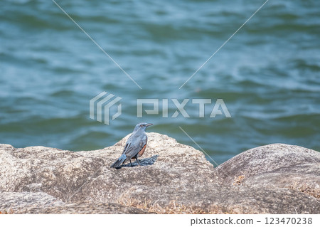 Rock Thrush (male) on the shore of Lake Biwa in Otsu City Rock Thrush (male) on the shore of Lake Biwa in Otsu City 123470238