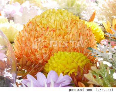 七彩花手水 123470251