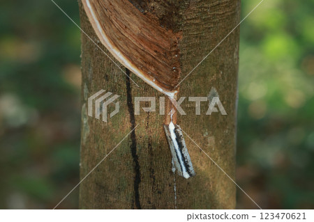 Rubber tree (Hevea Brasiliensis) and droping of latex in the bowl. 123470621