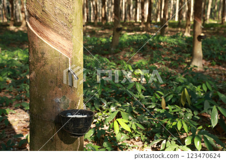 Rubber tree (Hevea Brasiliensis) and droping of latex in the bowl. 123470624
