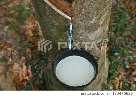 Rubber tree (Hevea Brasiliensis) and droping of latex in the bowl. 123470626