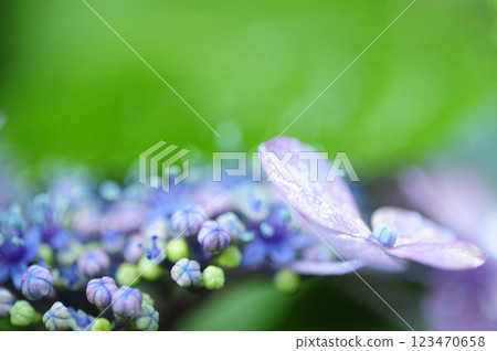 初夏花繡球 初夏花繡球 123470658