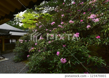 高野山靈寶館的杜鵑花 高野山靈寶館的杜鵑花 123470801