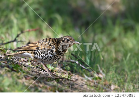 虎斑地鶇 123470885