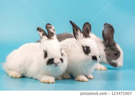 bunny Easter fluffy baby rabbit or new born rabbit.  123471007