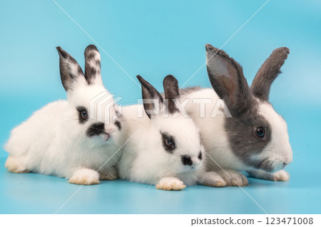 bunny Easter fluffy baby rabbit or new born rabbit.  123471008