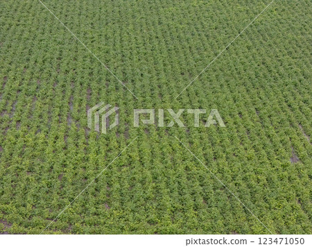 Aerial view ; Rows of soil before planting. Aerial view ; Rows of soil before planting. 123471050