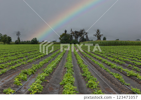 Green ripening soybean field, agricultural landscape.  123471057