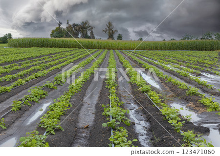 Green ripening soybean field, agricultural landscape.  123471060