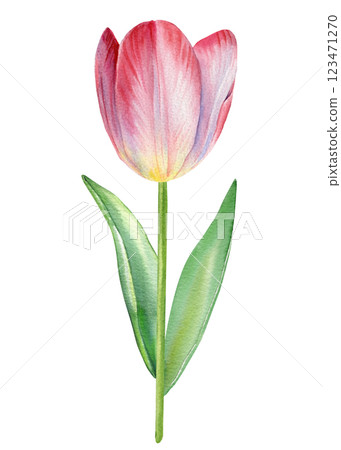 Tulip flower. Floral watercolor painting with blooming pink tulip, realistic botanical illustration pink spring flowers 123471270