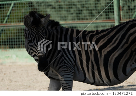 Zebra Zoo Enclosure Summer: Captive Zebra stands in zoo enclosure during summer, likely for conservation or exhibition. 123471271