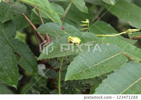 frog perched on a leaf 123471288