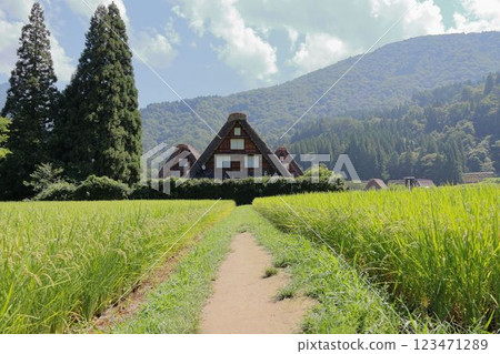 Gassho-style and thatched roofs in Shirakawa-go in summer 123471289