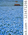 Nemophila at Hanadaka Observation Hill 123471298